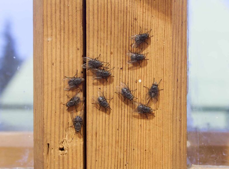 Why Flies Gather Around Texas Porches Why Flies Gather Around Texas Porches