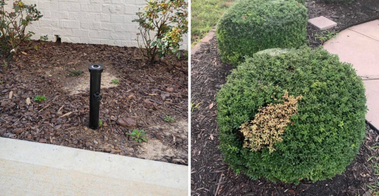 Why Florida Hedges That Looked Full In Spring Always Have Gaps By August