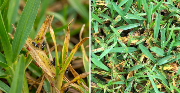 Why Florida Lawns That Looked Fine In June Go Patchy In July