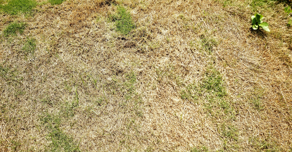 lawn browning