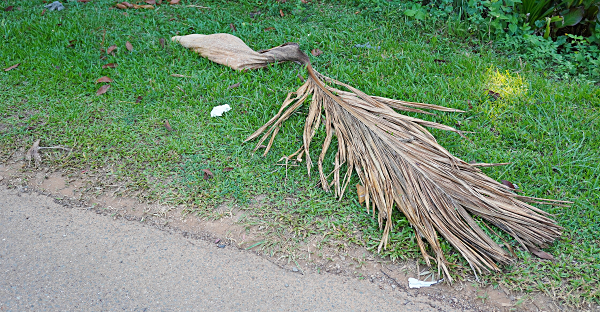 Dried fronds of a palm tree
