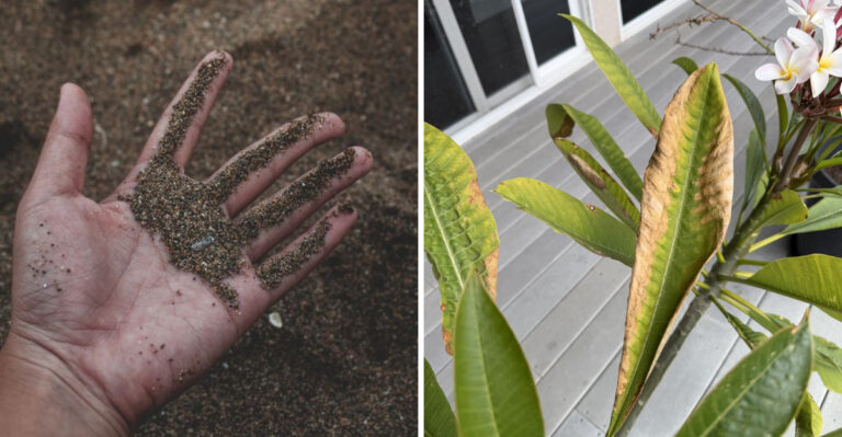 Why Florida Plants That Thrived Last Summer Are Struggling In The Same Spot This Year