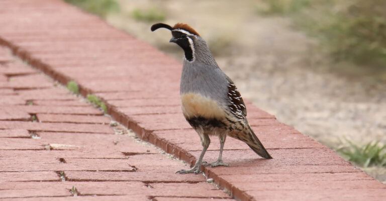 Gambels Quail (featured image)