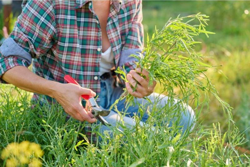Why Gardeners Are Especially At Risk