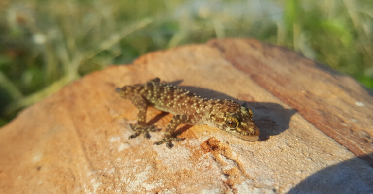 Gecko (featured image)