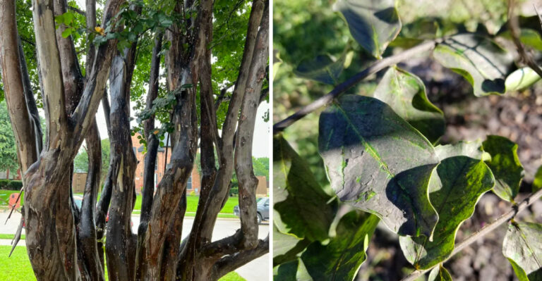 Why Georgia Crape Myrtles Suddenly Develop Black Leaves In Summer