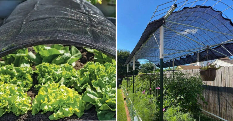 Why Georgia Gardeners Are Adding Shade Cloth During Peak Summer Heat