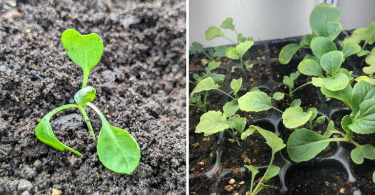 Why Georgia Gardeners Are Starting Fall Brassica Seeds Indoors Right Now
