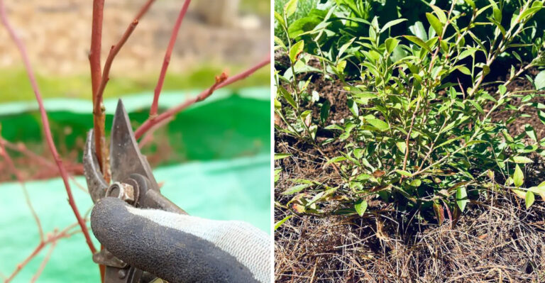 Why Georgia Gardeners Are Summer Pruning Blueberries Right Now Instead Of Winter