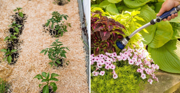 Why Georgia Gardeners Should Never Rely On Afternoon Thunderstorms To Water The Garden