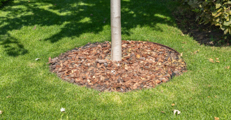 tree (featured image)