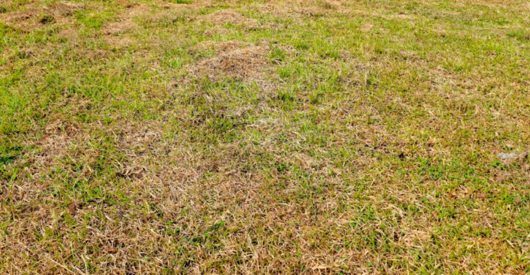 Why Georgia Lawns Suddenly Turn Yellow Even With Regular Watering