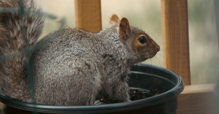 Squirrel (featured image)