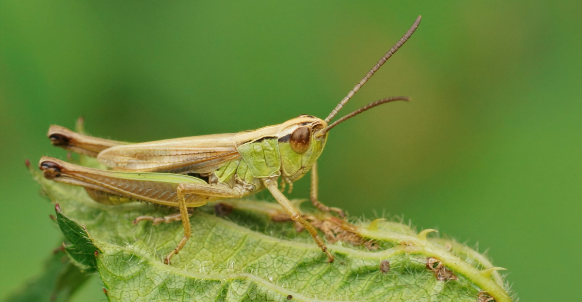 Grasshoppers (featured image)