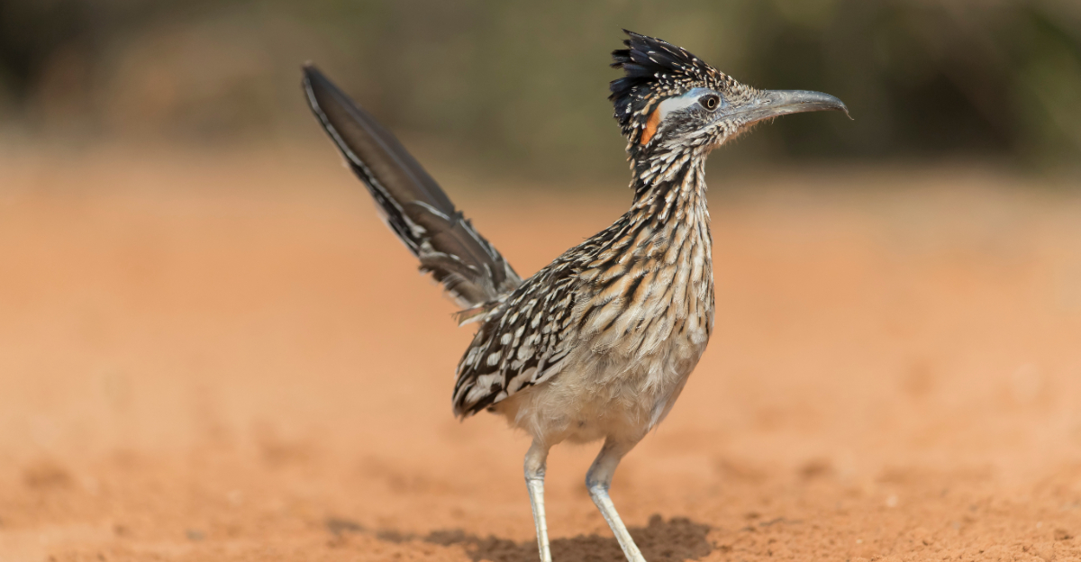 Greater Roadrunner (featured image)