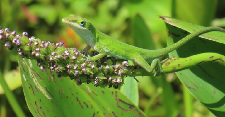 green anole