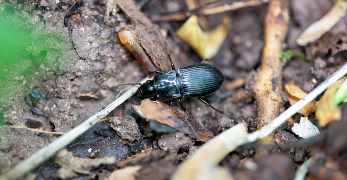 ground beetle