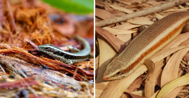 Why Ground Skinks Keep Showing Up In North Carolina Mulch Beds