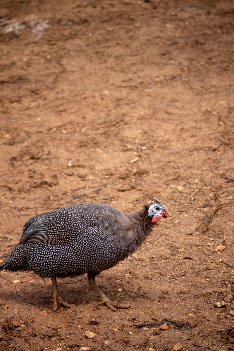 Why Guinea Fowl Excel At Tick Control