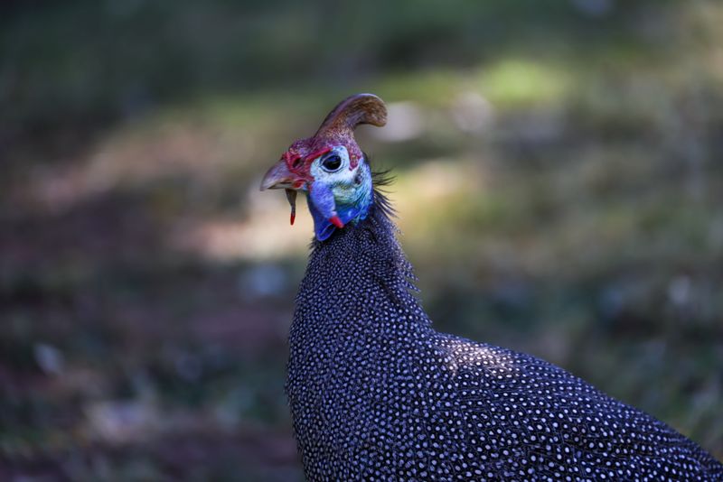 Why Guinea Fowl Might Be Your Best Backyard Investment