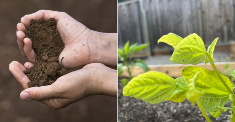 Why Healthy Soil Matters So Much In Oregon Gardens And How To Spot The Signs