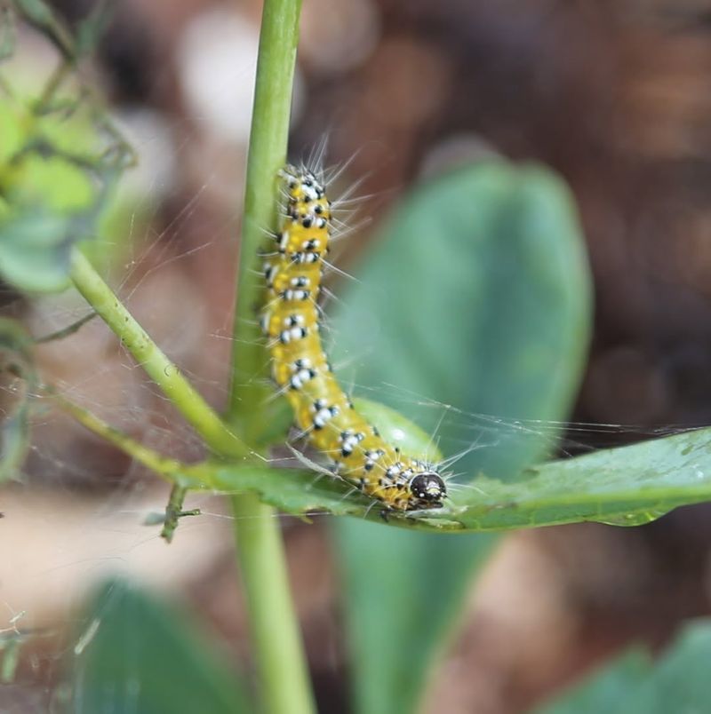 Why Homeowners Often Miss The Infestation Why Homeowners Often Miss The Infestation