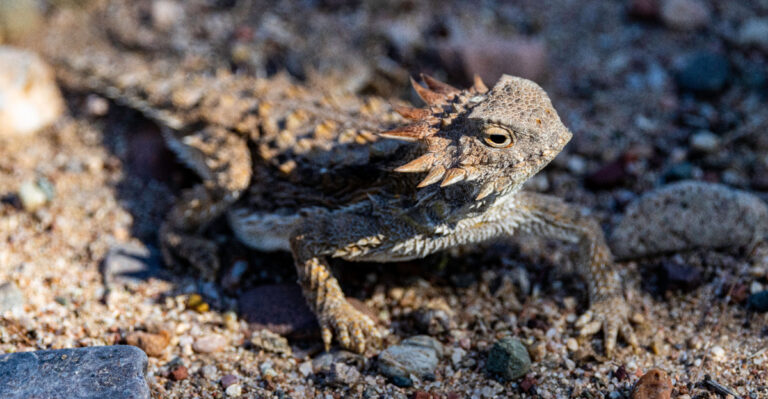 horned lizard (featured image)