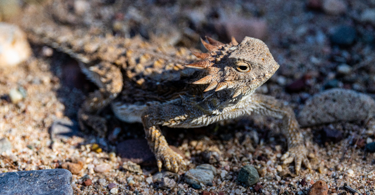 horned lizard (featured image)