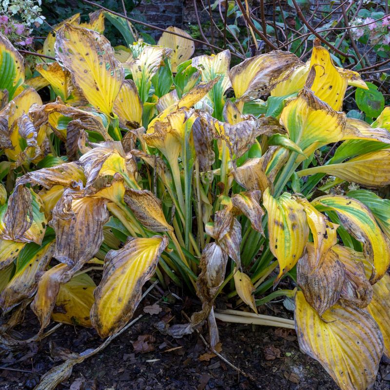 Why Hostas Struggle In Heat Why Hostas Struggle In Heat