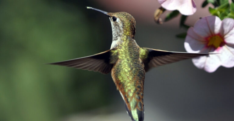 Why Hummingbirds Are Leaving Maryland Gardens Early And What To Do Now