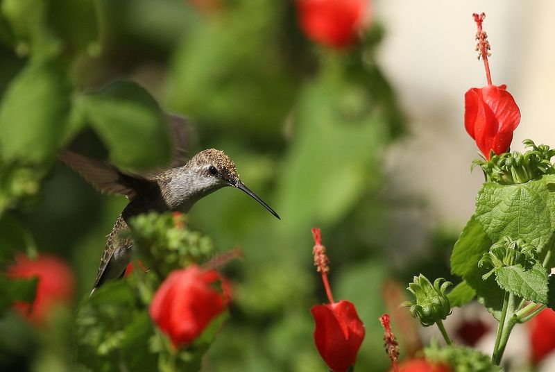 Why Hummingbirds Keep Visiting It Why Hummingbirds Keep Visiting It