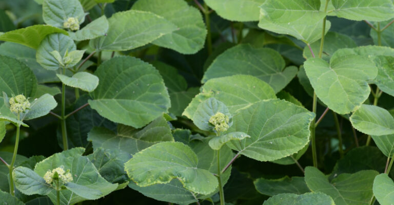 Why Hydrangeas Suddenly Stop Producing Flowers In Your Garden