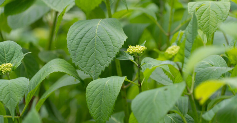 Why Hydrangeas Suddenly Stop Producing Flowers In Your Georgia Garden