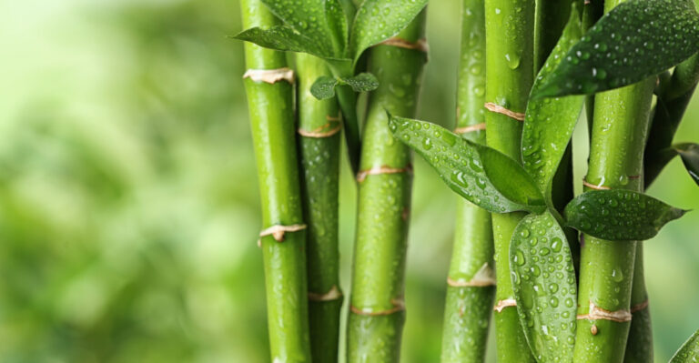 Why Illinois Homeowners Should Know Bamboo Rules Before Rhizomes Spread