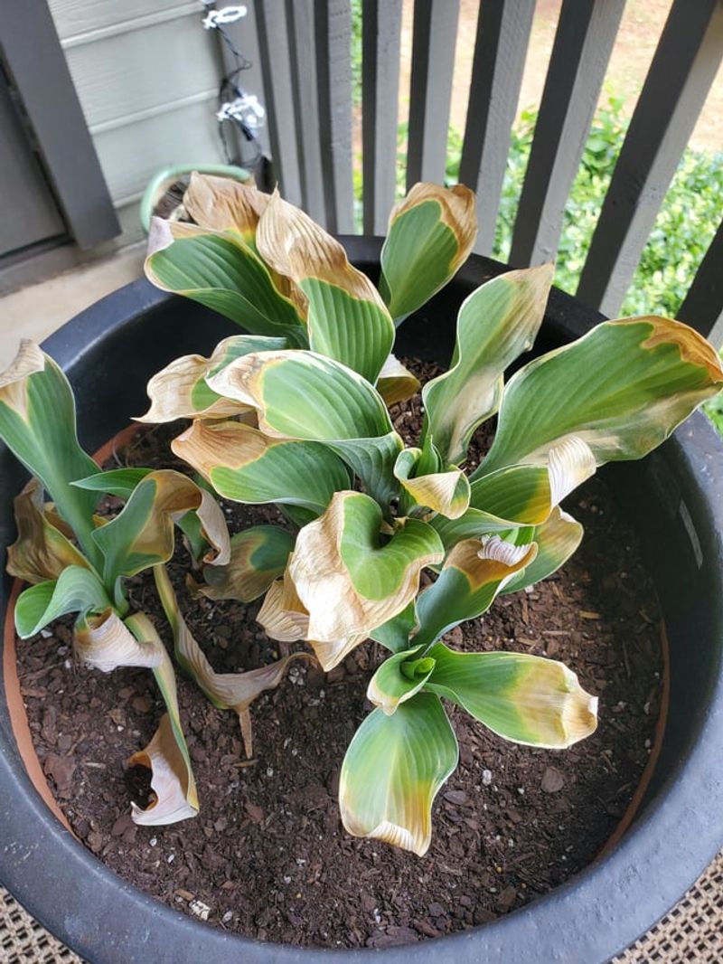 Why Inconsistent Watering Is The Real Culprit