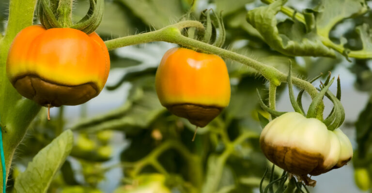 Why Indiana Gardeners Shouldn’t Toss Tomatoes With This Dark Bottom Spot