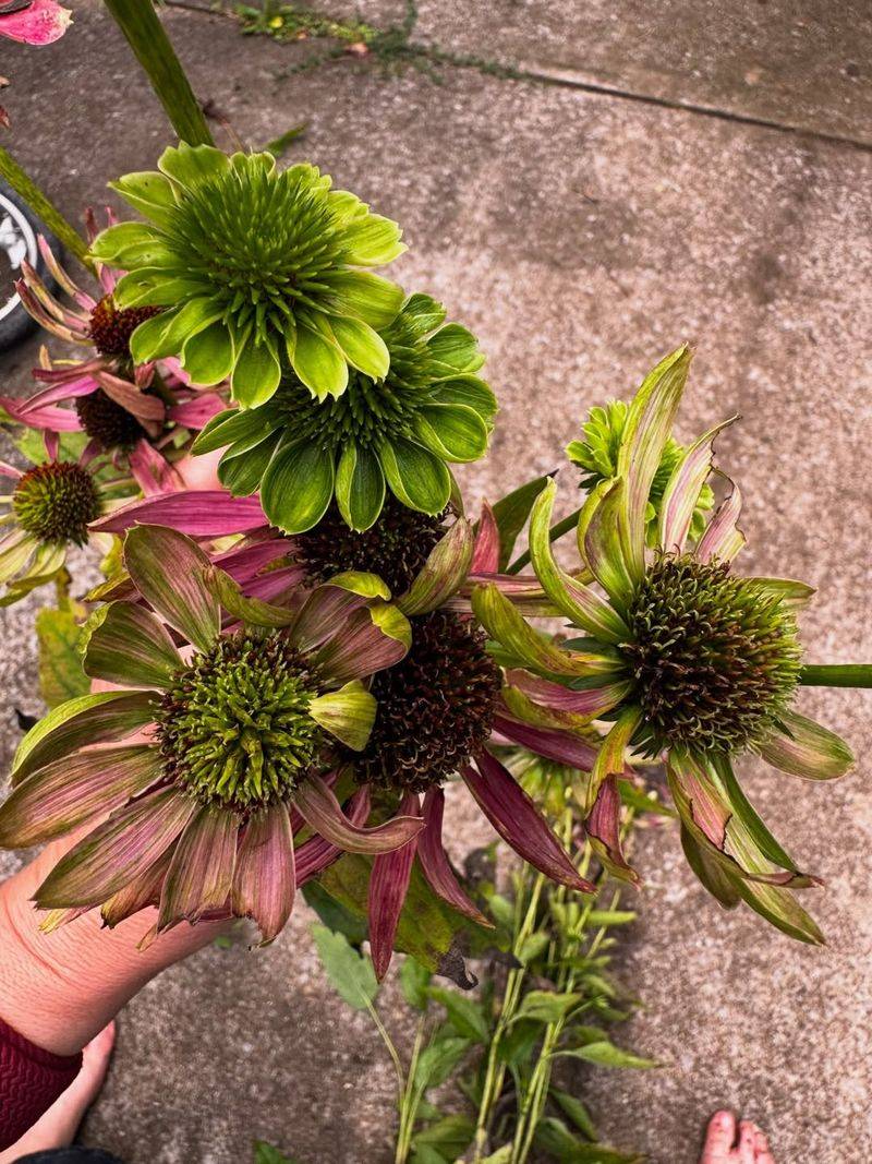 Why Infected Coneflowers Can't Be Cured