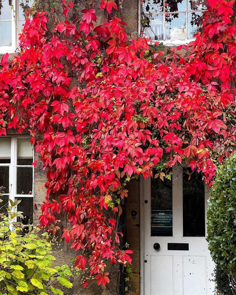 Why It Beats Non-Native Wall Vines Why It Beats Non-Native Wall Vines