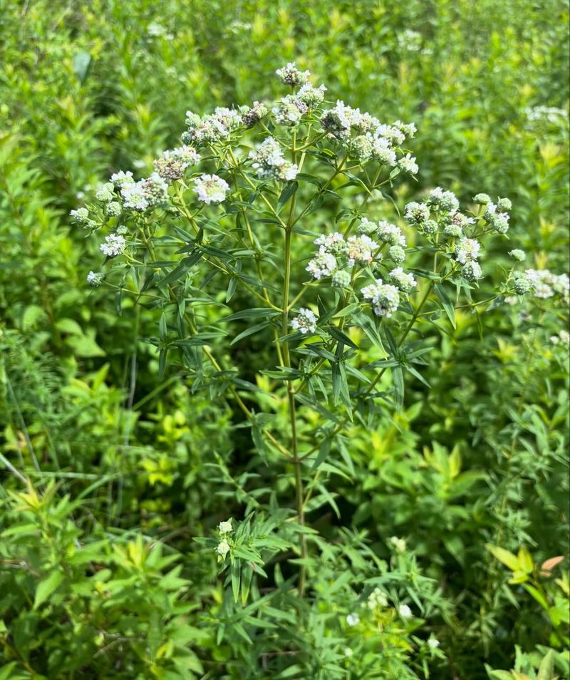 Why It Belongs In Pennsylvania Native Gardens Why It Belongs In Pennsylvania Native Gardens