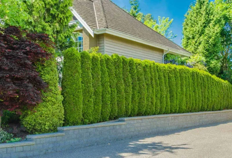 Why It Creates An Effective Privacy Screen