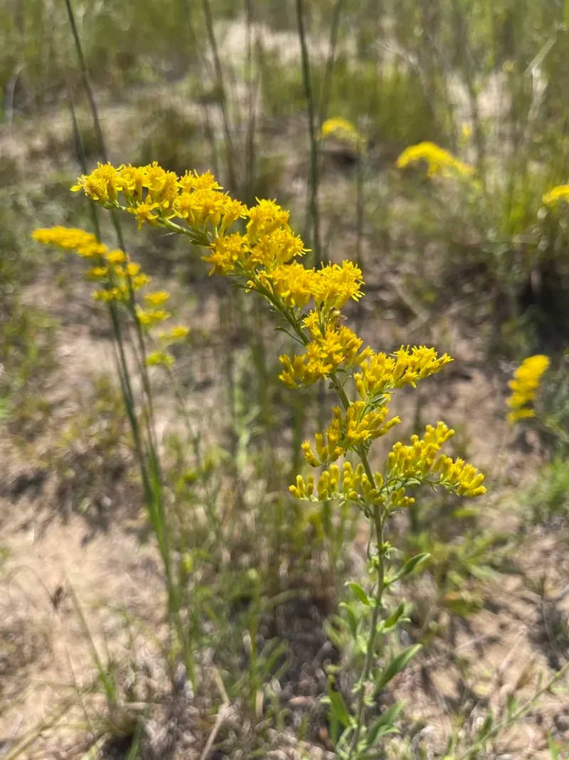 Why It Handles Dry August Conditions