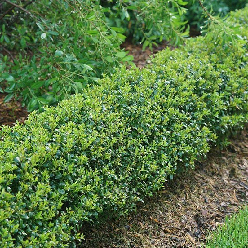 Why It Is Worth Planting Instead Of Replacing Later Why It Is Worth Planting Instead Of Replacing Later