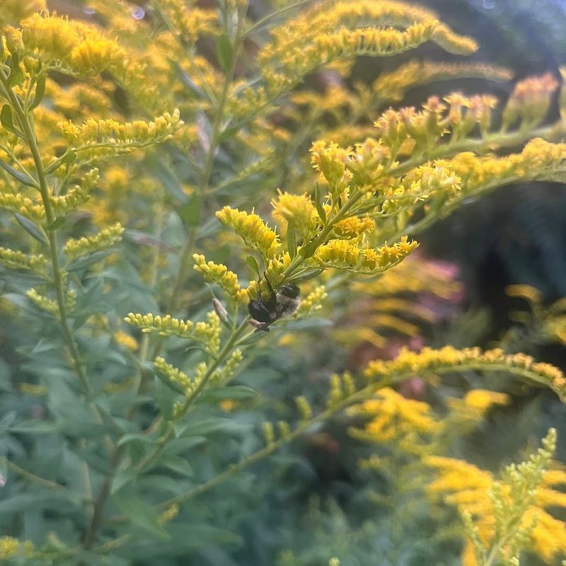 Why It Matters So Much For Bees In Late Summer