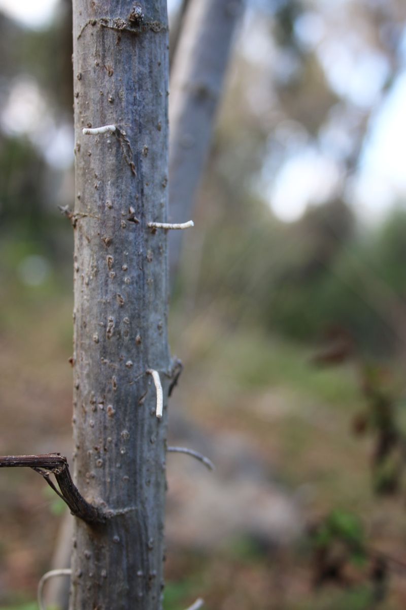 Why It Spreads Faster Than Other Tree Pests
