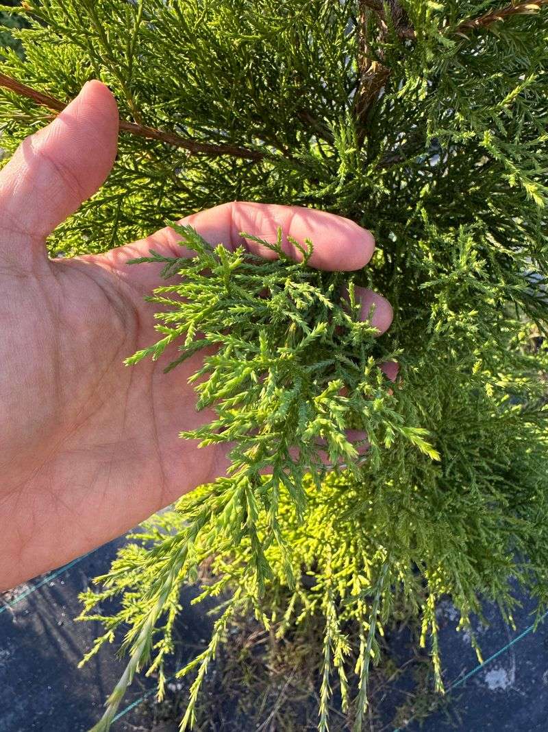 Why It Works As A Patio Tree