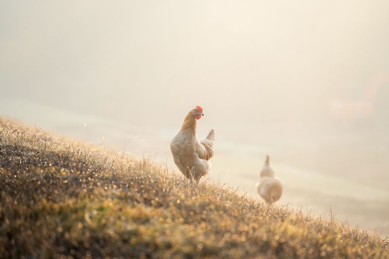 Why It Works Better Than Chickens Alone