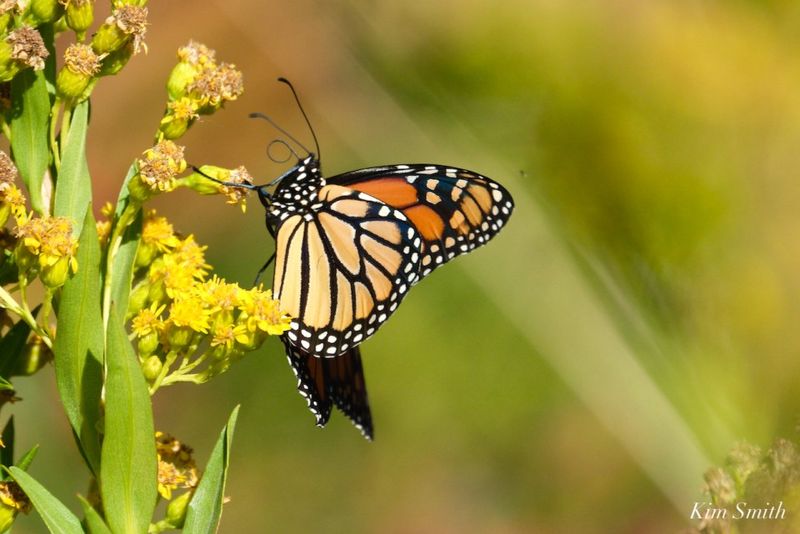 Why Its Fall Flowers Can Help Monarchs Why Its Fall Flowers Can Help Monarchs
