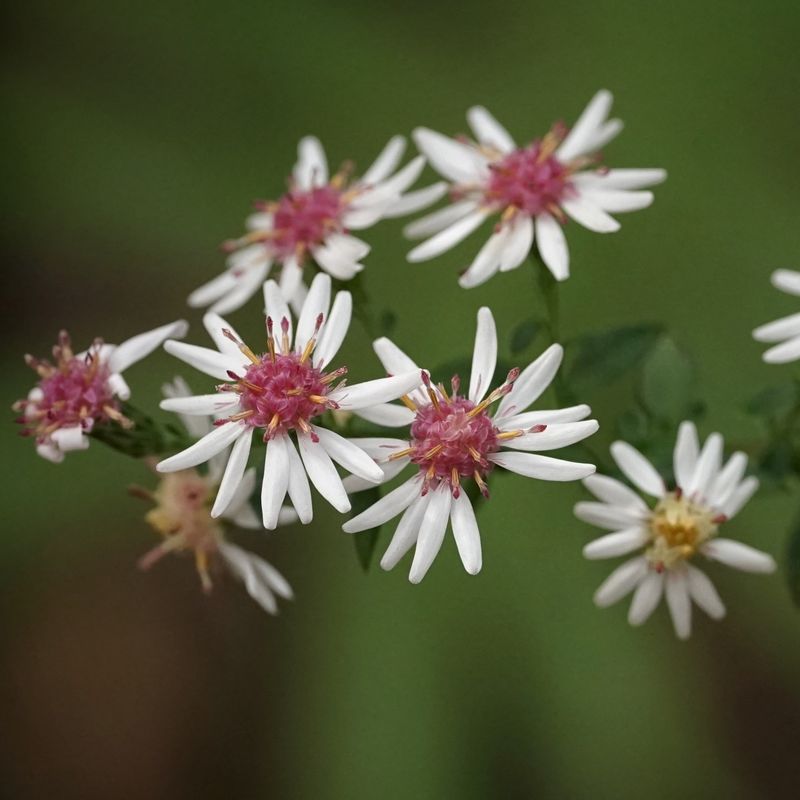 Why Its Late Bloom Matters Why Its Late Bloom Matters