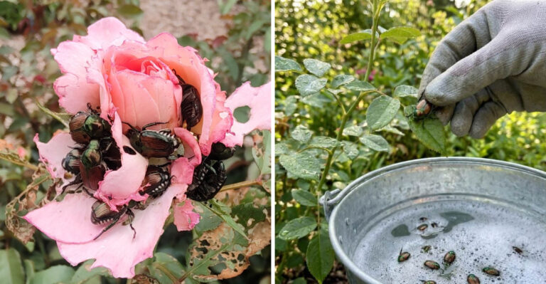 Why Japanese Beetles Are Destroying Pennsylvania Rose Gardens In July And What Actually Works To Stop Them