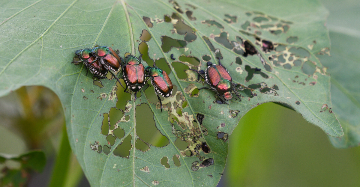 japanese beetles